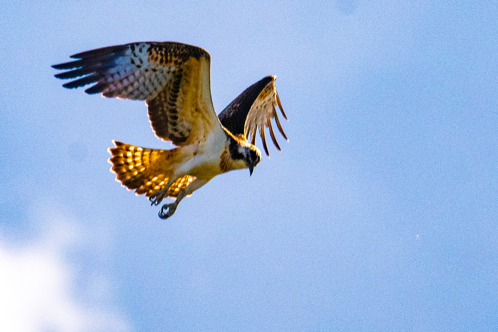  Balbuzard pêcheur (Osprey Pandion haliaetus) juvénile  photographié quelques secondes avant de fondre sur la proie qu'il venait de repérer. Réserve Naturelle de Mont-Bernanchon, Hauts de France.